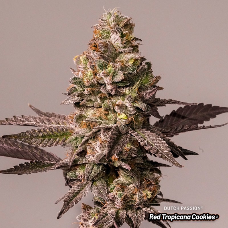 Semillas de Cannabis Red Tropicana Cookies | Dutch Passion ES Semillas de Cannabis Red Tropicana Cookies | Dutch Passion ES