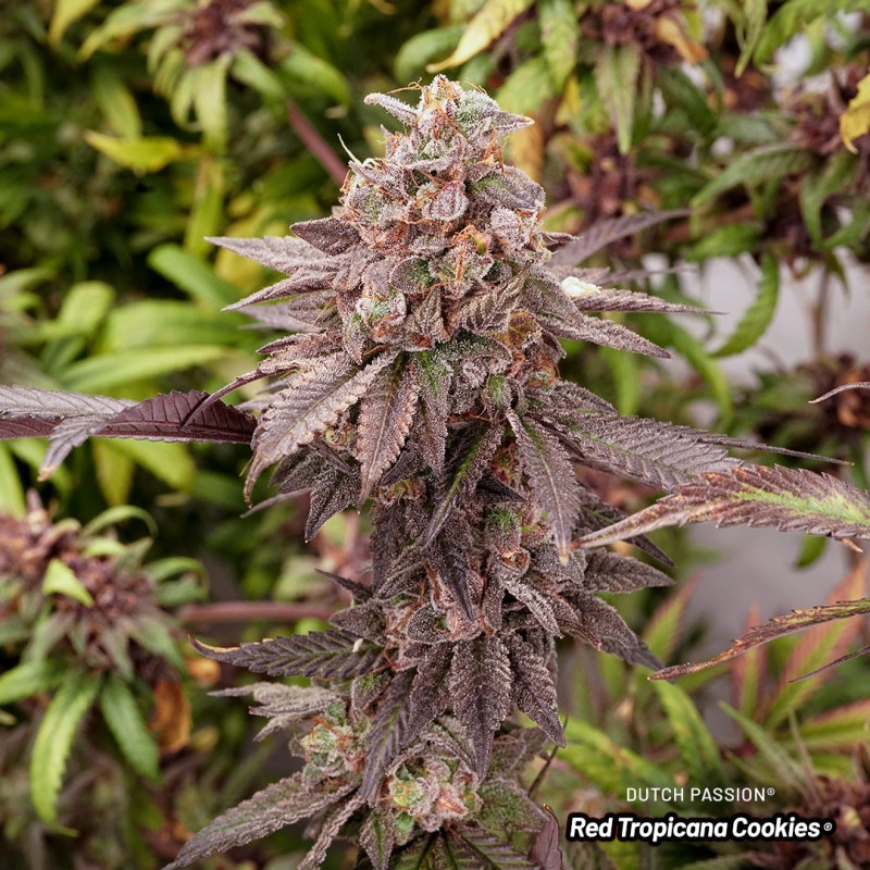 Semillas de Cannabis Red Tropicana Cookies | Dutch Passion ES Semillas de Cannabis Red Tropicana Cookies | Dutch Passion ES