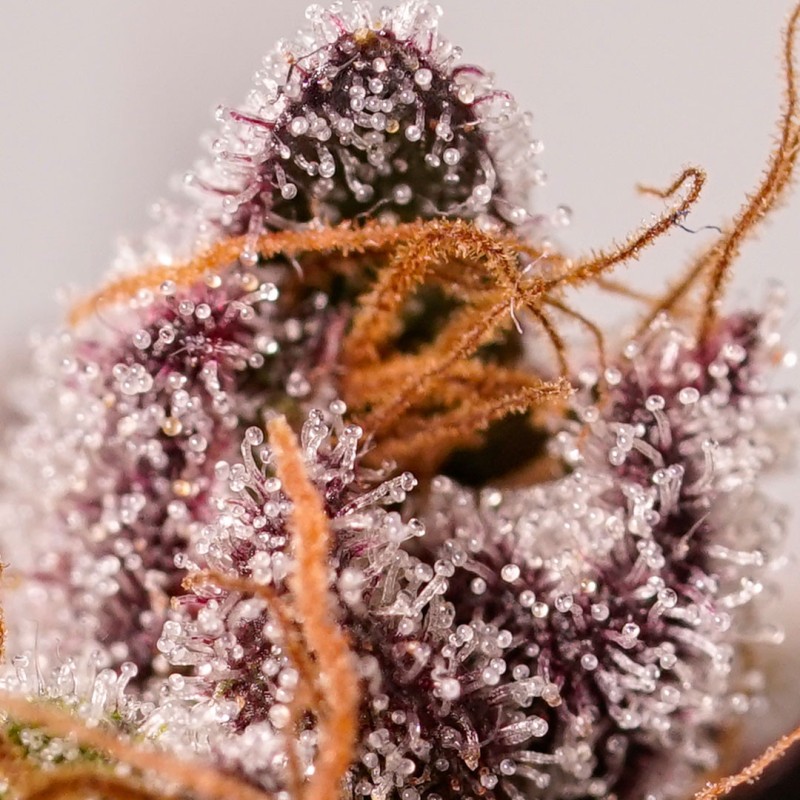 Semillas de Cannabis Red Tropicana Cookies | Dutch Passion ES Semillas de Cannabis Red Tropicana Cookies | Dutch Passion ES