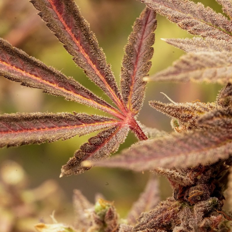 Semillas de Cannabis Red Tropicana Cookies | Dutch Passion ES Semillas de Cannabis Red Tropicana Cookies | Dutch Passion ES