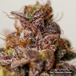 Semillas de Cannabis Red Tropicana Cookies | Dutch Passion ES Semillas de Cannabis Red Tropicana Cookies | Dutch Passion ES