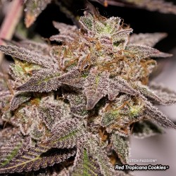 Semillas de Cannabis Red Tropicana Cookies | Dutch Passion ES Semillas de Cannabis Red Tropicana Cookies | Dutch Passion ES