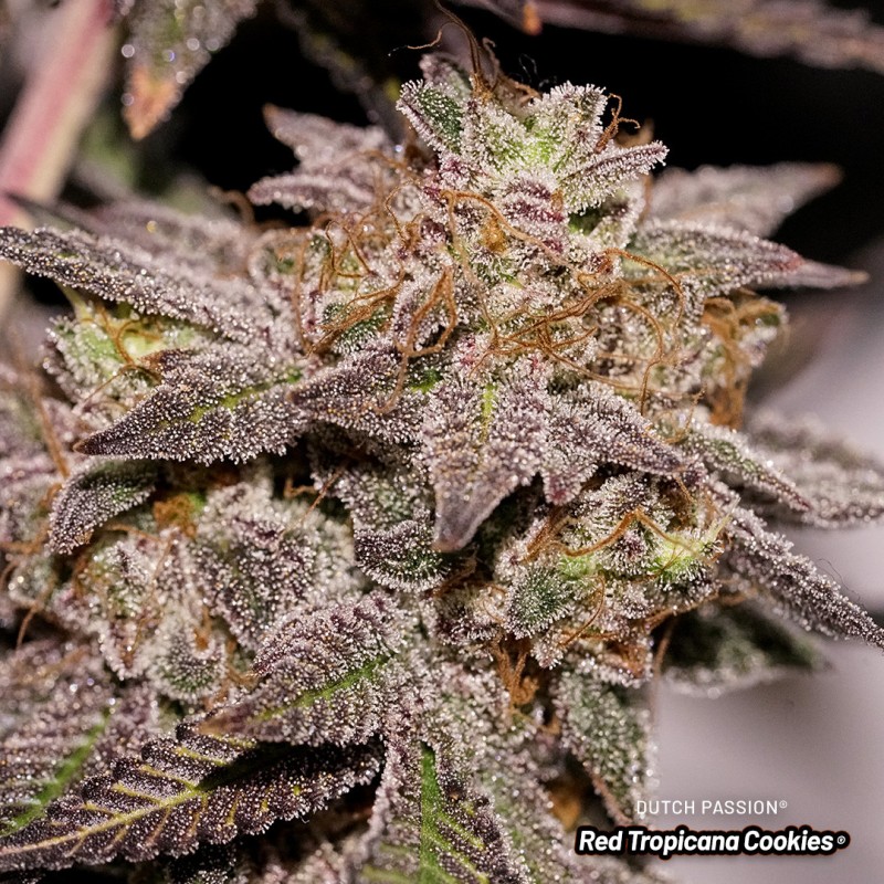 Semillas de Cannabis Red Tropicana Cookies | Dutch Passion ES Semillas de Cannabis Red Tropicana Cookies | Dutch Passion ES