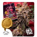 Semillas de Cannabis Red Tropicana Cookies | Dutch Passion ES