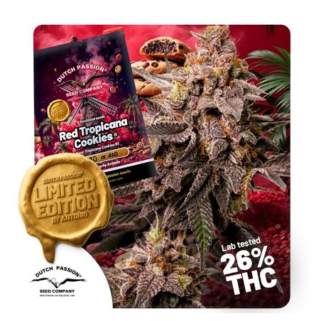 Semillas de Cannabis Red Tropicana Cookies | Dutch Passion ES
