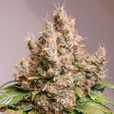 Semillas de Cannabis Auto Red Tropicana Cookies Cannabis Seeds | Dutch Passion ES Semillas de Cannabis Auto Red Tropicana Cookies Cannabis Seeds | Dutch Passion ES