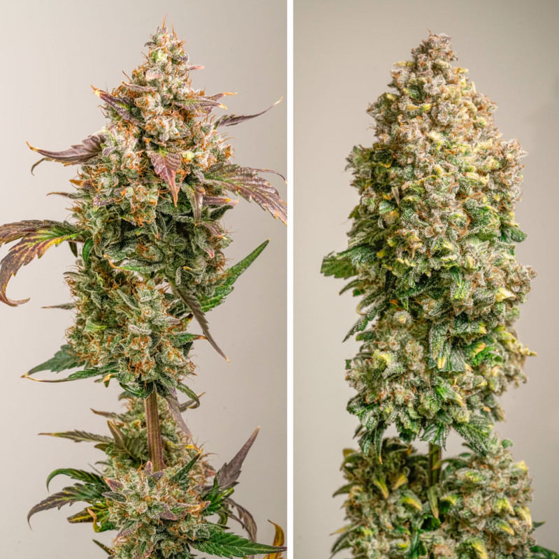 Semillas de Cannabis Auto Red Tropicana Cookies Cannabis Seeds | Dutch Passion ES Semillas de Cannabis Auto Red Tropicana Cookies Cannabis Seeds | Dutch Passion ES