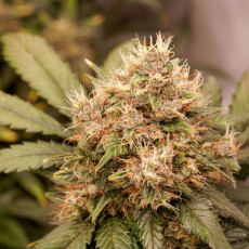 Semillas de Cannabis Auto Red Tropicana Cookies Cannabis Seeds | Dutch Passion ES Semillas de Cannabis Auto Red Tropicana Cookies Cannabis Seeds | Dutch Passion ES