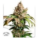 Semillas de Cannabis Auto Red Tropicana Cookies Cannabis Seeds | Dutch Passion ES