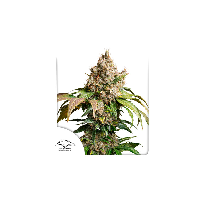 Semillas de Cannabis Auto Red Tropicana Cookies Cannabis Seeds | Dutch Passion ES