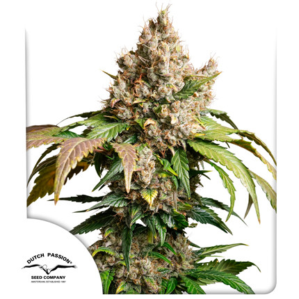 Semillas de Cannabis Auto Red Tropicana Cookies Cannabis Seeds | Dutch Passion ES Semillas de Cannabis Auto Red Tropicana Cookies Cannabis Seeds | Dutch Passion ES