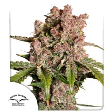 Auto Strawberry Soda Cannabis Seeds | Dutch Passion UK Auto Strawberry Soda Cannabis Seeds | Dutch Passion UK