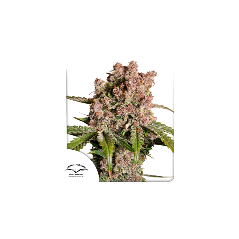 Auto Strawberry Soda Cannabis Seeds | Dutch Passion UK