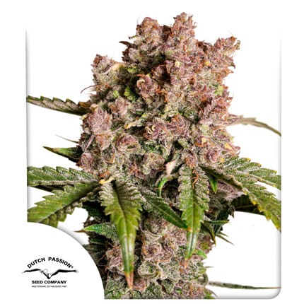 Auto Strawberry Soda Cannabis Seeds | Dutch Passion UK