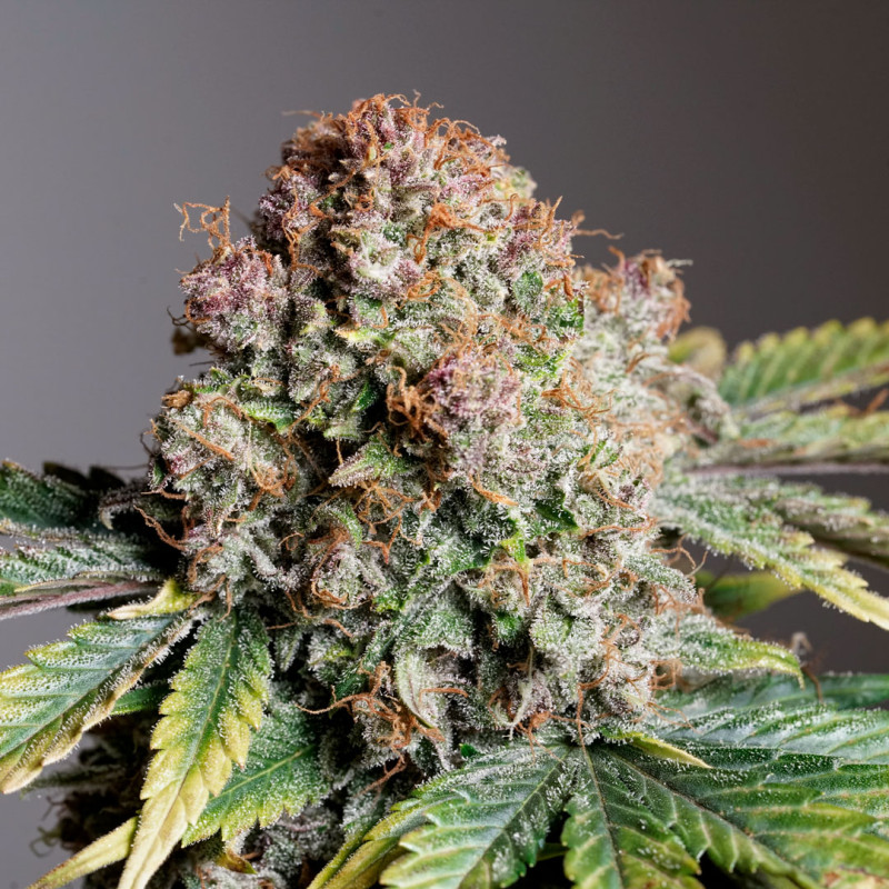 Auto Strawberry Soda Cannabis Seeds | Dutch Passion UK Auto Strawberry Soda Cannabis Seeds | Dutch Passion UK