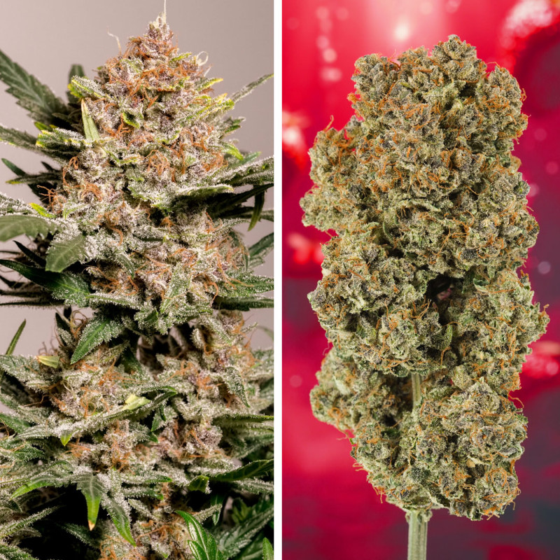 Auto Strawberry Soda Cannabis Seeds | Dutch Passion UK Auto Strawberry Soda Cannabis Seeds | Dutch Passion UK