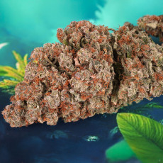 Semillas de Cannabis Auto Red Tropicana Cookies Cannabis Seeds | Dutch Passion ES Semillas de Cannabis Auto Red Tropicana Cookies Cannabis Seeds | Dutch Passion ES