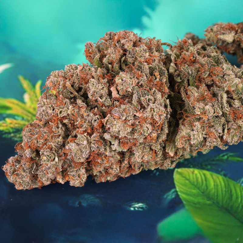 Semillas de Cannabis Auto Red Tropicana Cookies Cannabis Seeds | Dutch Passion ES Semillas de Cannabis Auto Red Tropicana Cookies Cannabis Seeds | Dutch Passion ES