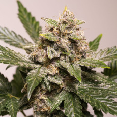 Auto Strawberry Soda Cannabis Seeds | Dutch Passion UK Auto Strawberry Soda Cannabis Seeds | Dutch Passion UK