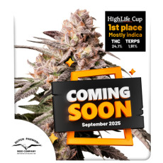 Comprar Slush Mint Cake® Feminised Seeds | Dutch Passion ES Comprar Slush Mint Cake® Feminised Seeds | Dutch Passion ES
