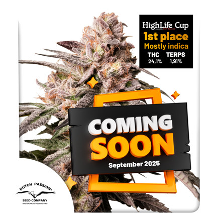 Comprar Slush Mint Cake® Feminised Seeds | Dutch Passion ES