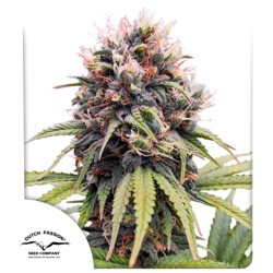 Compra semillas feminizadas Euforia® | Dutch Passion Compra semillas feminizadas Euforia® | Dutch Passion