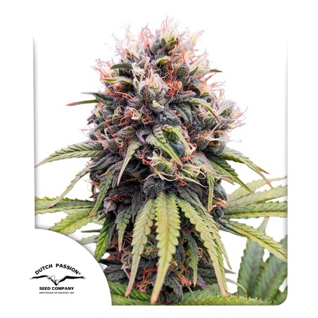 Compra semillas feminizadas Euforia® | Dutch Passion Compra semillas feminizadas Euforia® | Dutch Passion