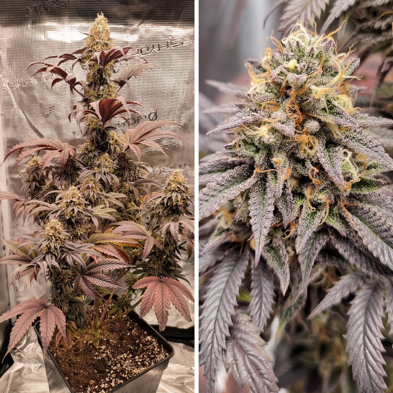 Acquista i semi femminizzati di Mokum's Tulip® | Dutch Passion IT Acquista i semi femminizzati di Mokum's Tulip® | Dutch Passion IT
