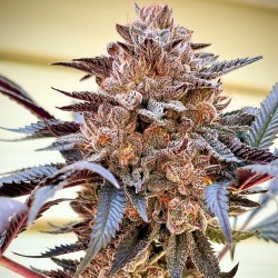 Comprar Slush Mint Cake® Feminised Seeds | Dutch Passion ES Comprar Slush Mint Cake® Feminised Seeds | Dutch Passion ES