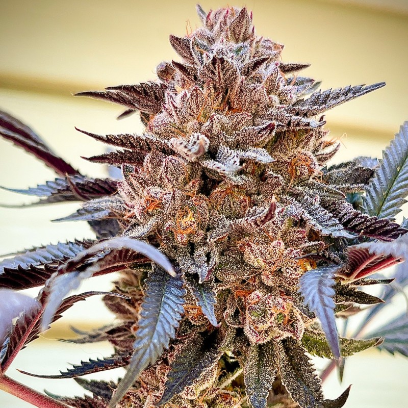 Comprar Slush Mint Cake® Feminised Seeds | Dutch Passion ES Comprar Slush Mint Cake® Feminised Seeds | Dutch Passion ES
