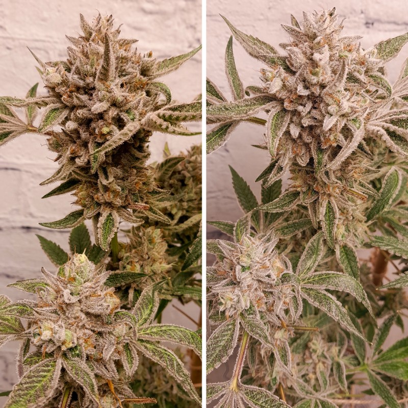 Comprar Slush Mint Cake® Feminised Seeds | Dutch Passion ES Comprar Slush Mint Cake® Feminised Seeds | Dutch Passion ES