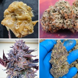 Comprar Slush Mint Cake® Feminised Seeds | Dutch Passion ES Comprar Slush Mint Cake® Feminised Seeds | Dutch Passion ES