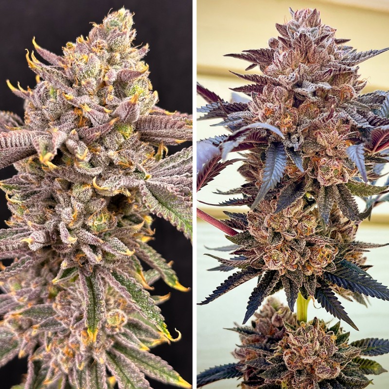 Comprar Slush Mint Cake® Feminised Seeds | Dutch Passion ES Comprar Slush Mint Cake® Feminised Seeds | Dutch Passion ES