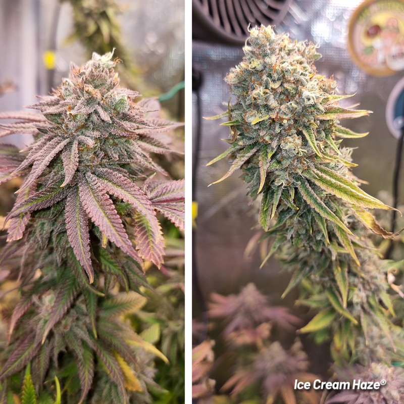Buy Ice Cream Haze® Cannabis Seeds | Dutch Passion UK Buy Ice Cream Haze® Cannabis Seeds | Dutch Passion UK