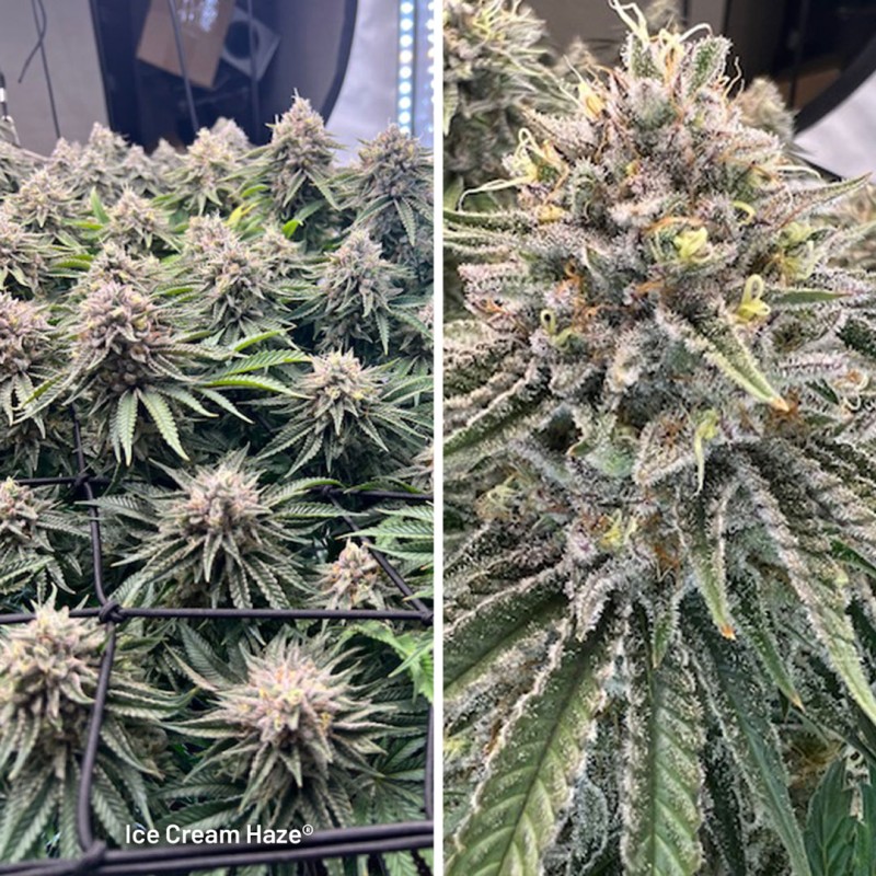 Buy Ice Cream Haze® Cannabis Seeds | Dutch Passion UK Buy Ice Cream Haze® Cannabis Seeds | Dutch Passion UK