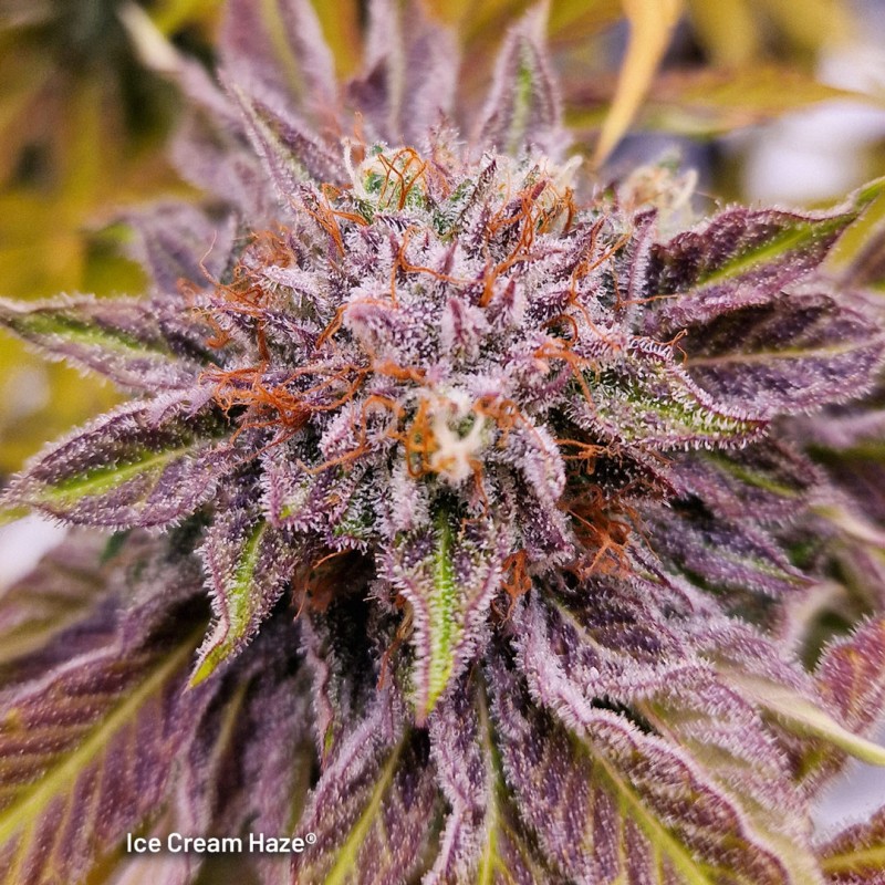 Buy Ice Cream Haze® Cannabis Seeds | Dutch Passion UK Buy Ice Cream Haze® Cannabis Seeds | Dutch Passion UK