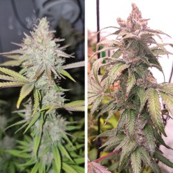 Achetez des graines de cannabis Pink Banana Runtz | Dutch Passion FR Achetez des graines de cannabis Pink Banana Runtz | Dutch Passion FR