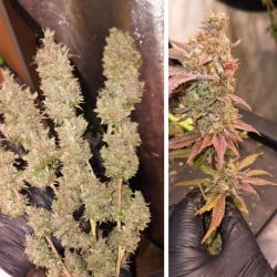 Achetez des graines de cannabis Pink Banana Runtz | Dutch Passion FR Achetez des graines de cannabis Pink Banana Runtz | Dutch Passion FR