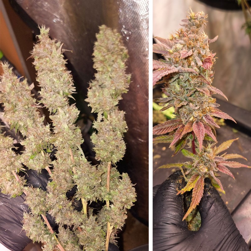 Achetez des graines de cannabis Pink Banana Runtz | Dutch Passion FR Achetez des graines de cannabis Pink Banana Runtz | Dutch Passion FR