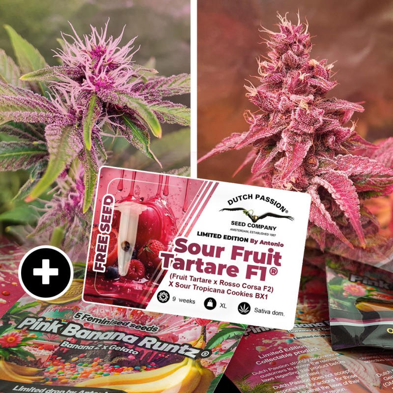 Achetez des graines de cannabis Pink Banana Runtz | Dutch Passion FR Achetez des graines de cannabis Pink Banana Runtz | Dutch Passion FR