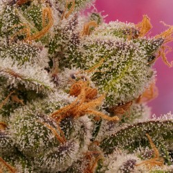 Buy Candy Bubatz XL® Cannabis Seeds | Dutch Passion UK Buy Candy Bubatz XL® Cannabis Seeds | Dutch Passion UK