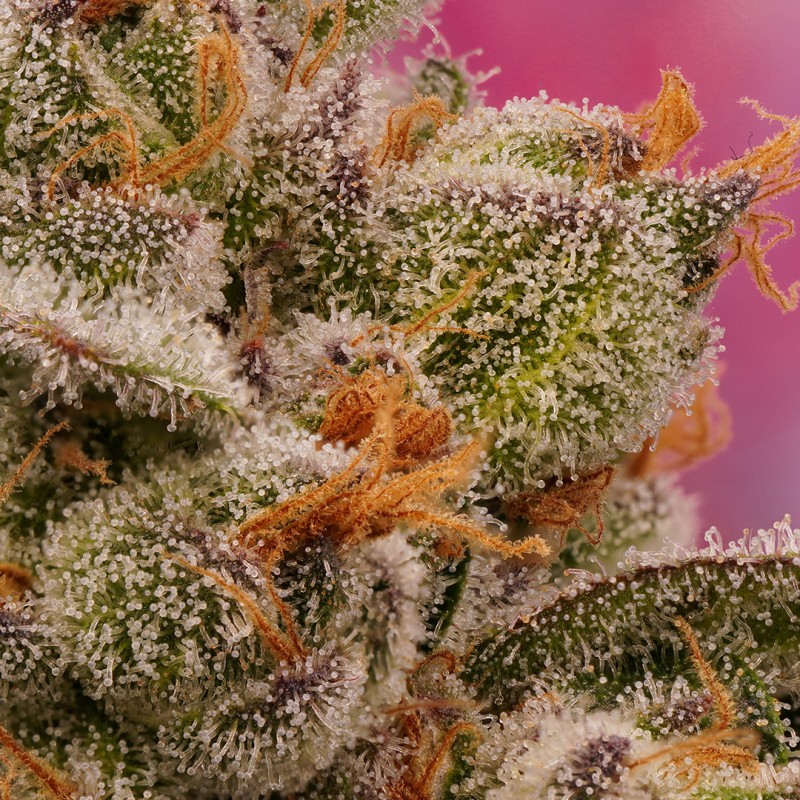 Buy Candy Bubatz XL® Cannabis Seeds | Dutch Passion UK Buy Candy Bubatz XL® Cannabis Seeds | Dutch Passion UK