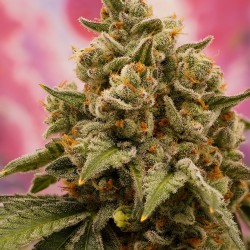 Buy Candy Bubatz XL® Cannabis Seeds | Dutch Passion UK Buy Candy Bubatz XL® Cannabis Seeds | Dutch Passion UK