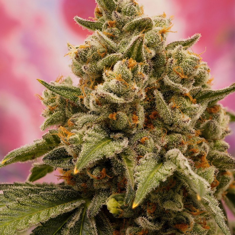 Buy Candy Bubatz XL® Cannabis Seeds | Dutch Passion UK Buy Candy Bubatz XL® Cannabis Seeds | Dutch Passion UK