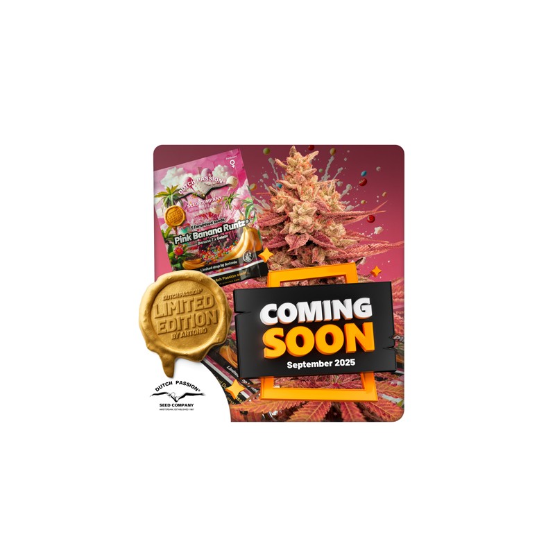 Achetez des graines de cannabis Pink Banana Runtz | Dutch Passion FR