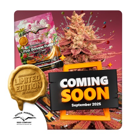 Achetez des graines de cannabis Pink Banana Runtz | Dutch Passion FR