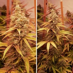 Achetez des graines de cannabis Pink Banana Runtz | Dutch Passion FR Achetez des graines de cannabis Pink Banana Runtz | Dutch Passion FR