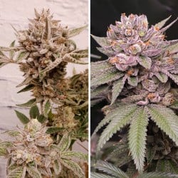 Comprar Slush Mint Cake® Feminised Seeds | Dutch Passion ES Comprar Slush Mint Cake® Feminised Seeds | Dutch Passion ES
