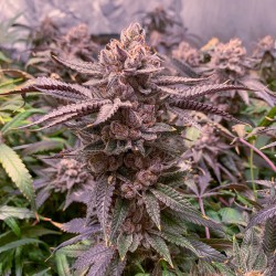 Comprar Slush Mint Cake® Feminised Seeds | Dutch Passion ES Comprar Slush Mint Cake® Feminised Seeds | Dutch Passion ES