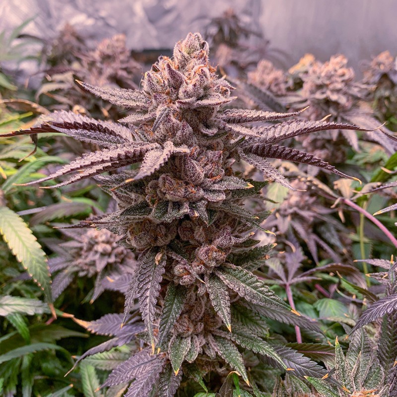 Comprar Slush Mint Cake® Feminised Seeds | Dutch Passion ES Comprar Slush Mint Cake® Feminised Seeds | Dutch Passion ES